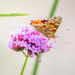 Vlinder op bloem hovenier Paul Bluemink